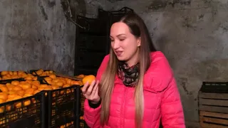 Собираем аджарские мандарины