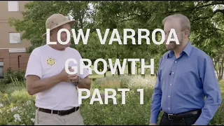 Low Varroa Growth Part 1