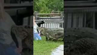 😭Crocodile Attack #attack #shorts #trending #rottweiler #short #animals