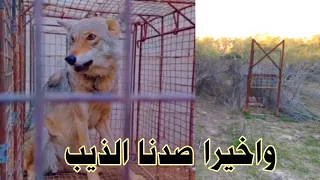 طريقة صيد الذئب العربي الشرس الصحراوي بالقفص #الجزء الثاني من صيد الذئب #ابو مقتدى الصياد