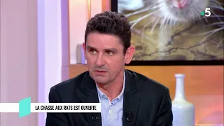 Rats : la grande invasion ? - C l’hebdo - 23/03/2019