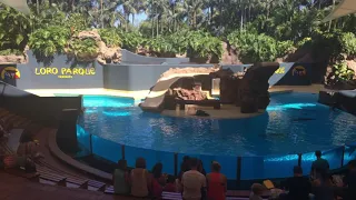 Loro Parque Tenerife 2016 (Best of Sea Lion and Dolphin Show with trainers in the water)