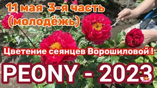 Сеянцы пионов Ворошиловой. Цветение 2023 года! Часть 4 / Сад Ворошиловой