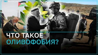 Почему оливковое дерево стало мишенью сионистов?