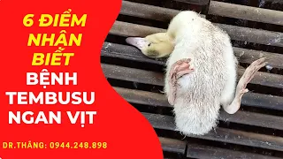 Hướng Dẫn Nhận Biết Bệnh Tembusu Ngan Vịt | Bệnh Ngã Ngửa👌