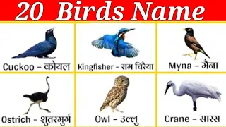Bird Name | पक्षियों के नाम| Bird  Name for kids | Birds