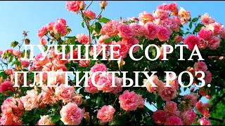 Лучшие сорта плетистых роз.