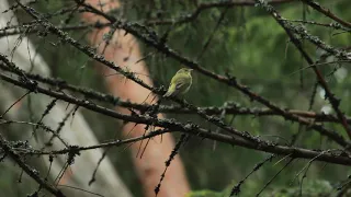 Пеночка-трещотка (березовка) // Phylloscopus sibilatrix // Wood warbler