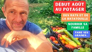 DÉBUT AOÛT 2023 AU POTAGER ► Rat, ratatouille, semis, tomates, nourrir sa famille...