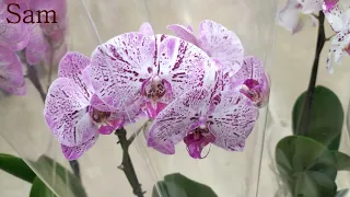 Обзор орхидей  3  декабря 2020 Ашан  Воронеж часть1
