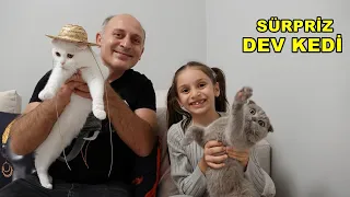 EVİMİZE DEV KEDİ GELDİ! TAŞINMADAN ÖNCE EVİMİZDE Kİ SON VİDEOMUZ!