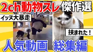 【2ch動物スレ傑作選】イッヌ暴走でパンダ涙目＆ネッコ「挟まれた！」他１時間まとめ総集編