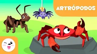 Los artrópodos para niños - Animales invertebrados - Ciencias naturales para niños