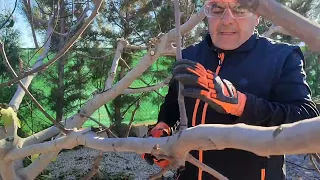 Poda de higuera de 4 años bifera (higos y brevas)