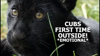 Cubs FIRST TIME outside! - The Big Cat Sanctuary