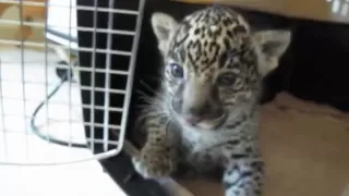 Baby Jaguar (Cub) Chews Finger Then "Roars" a Baby Roar