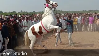 New Gujarati song Vs Horse Dance