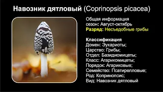 Навозник дятловый (Coprinopsis picacea)