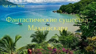 Nat Geo Wild. Фантастические существа Мадагаскара.