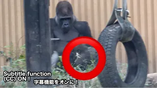 Father gorilla gives cute revenge to his little son.　Momotaro and Kintaro　｜Momotaro family