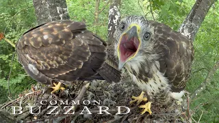 Birds of prey. Common buzzard's nest with chicks