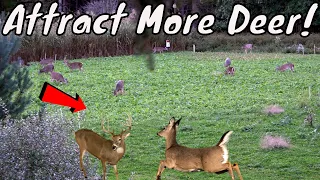 Best Way On How To Attract More Deer To Any Size PROPERTY!