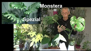 Monstera Pflanzen Spezial Pflege Vermehrung deiner Zimmerpflanzen #monstera