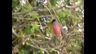 Bullfinch Male Ireland