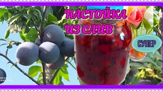 НАСТОЙКА из СЛИВ! СЛИВЯНКА! Вкусная и полезная!