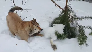 Последний заяц.