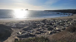 Elephant seals resting @Vista Point San Simeon