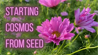 HOW TO Start Cosmos From Seed | PepperHarrow