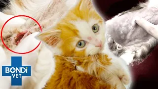 Tiny Rescue Kitten's Belly Is Swollen With Hernias 😢😱 | Bondi Vet Clips | Bondi Vet
