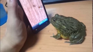 Frog+Sabaton=?