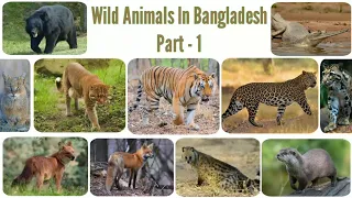 Wild Animals In Bangladesh | Part -1