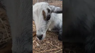 Almost Baby Goat Time! #homestead #goats #farm #homesteading #farmanimals #babygoats #lazylabacres