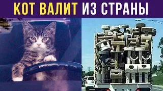 Приколы с котами. КОТ ВАЛИТ ИЗ СТРАНЫ | Мемозг #164