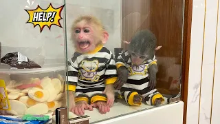 So naughty ! Monkey Momo and Nana are stuck in a glass cabinet