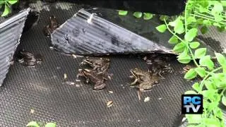 Conservation: Spotted Frogs