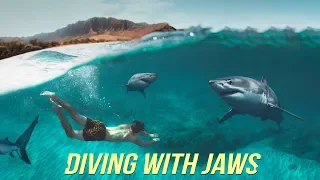 Diving with Sharks NO Cage!? - Oahu Hawaii