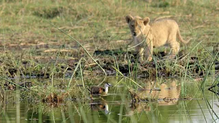 Nature: Okavango River of Dreams Ep 1 PREVIEW