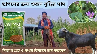 ছাগলের দ্রুত ওজন বৃদ্ধির ঘাস | শীতকালীন ঘাস চাষ | Cultivation method of winter alfalfa alfalfa grass