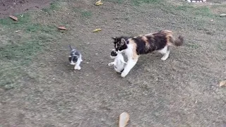 Cat Leading Her Kittens Back To Home They're Following and Walking With Mama