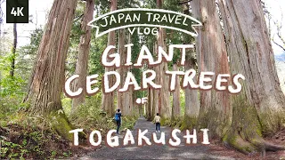 [Japan Travel Vlog] The giant cedar trees of Togakushi Okusha at the foot of Mt. Togakushi in Nagano