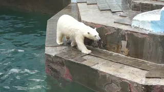 Что вытворяют эти медвежата? Бесконечные прыжки в воду от Белки и Стрелки.