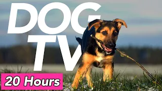 DOG TV - Beach and Forest Exploration Video for Dogs! (20 Hours)