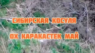 Сибирская косуля , Охотничье Хозяйство Каракастек