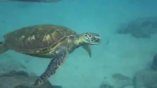 Swimming with Green Sea Turtle in Maui