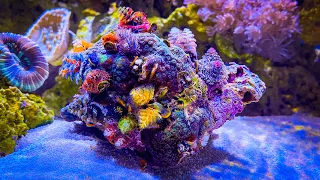 Christmas Tree Worm Coral in my Shallow Reef Tank