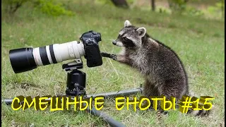 Cмешные ЕНОТЫ #15 / Приколы с ЕНОТАМИ 2021 / Funny Raccoons.